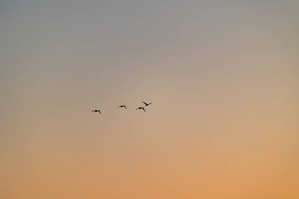 istock A beautiful swans flying in the early spring morning sky. 2248728632