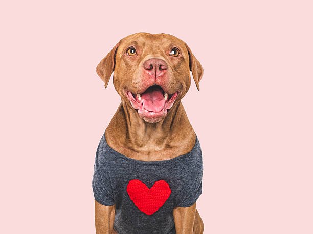 istock Cute dog and red heart. Studio shot 2248728744