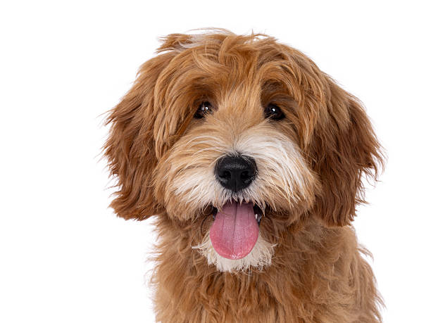 istock Happy dog on white background 2248728925