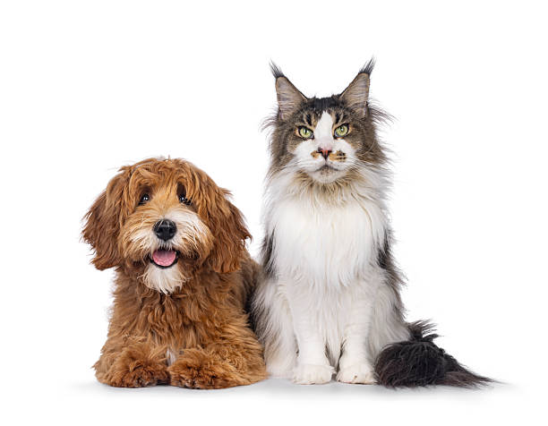 istock Happy cat and dog on white background 2248728960