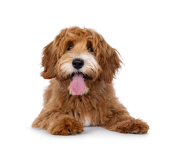 istock Happy dog on white background 2248728978