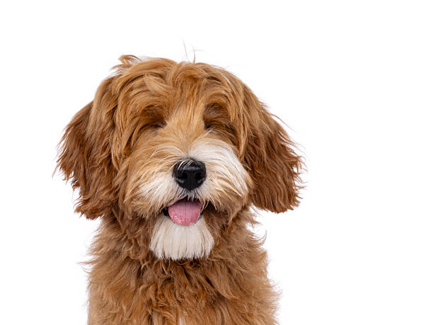 istock Happy dog on white background 2248728995