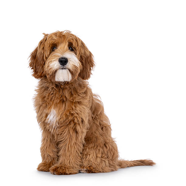 istock Happy dog on white background 2248729002