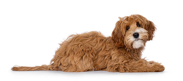 istock Happy dog on white background 2248729123
