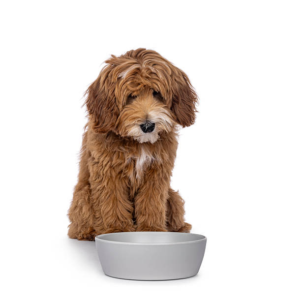 istock Happy dog on white background 2248729139
