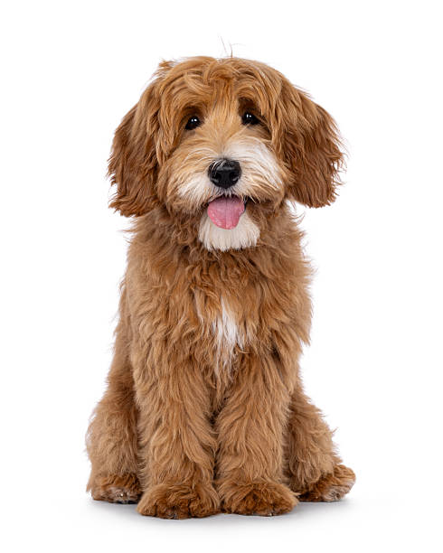 istock Happy dog on white background 2248729142