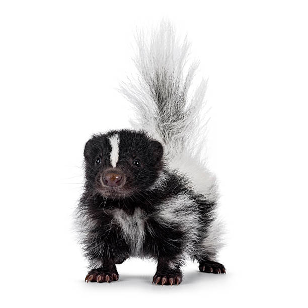 istock Baby skunk on white background 2248729222