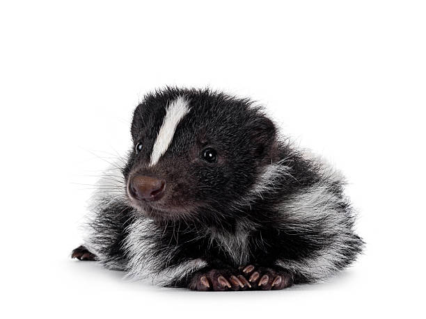 istock Baby skunk on white background 2248729289