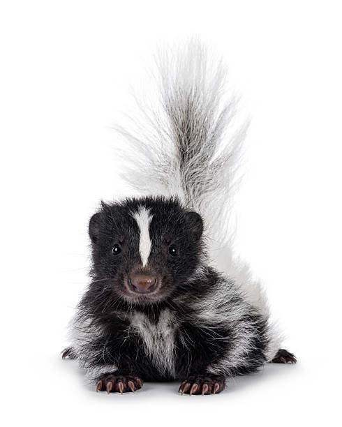 istock Baby skunk on white background 2248729362
