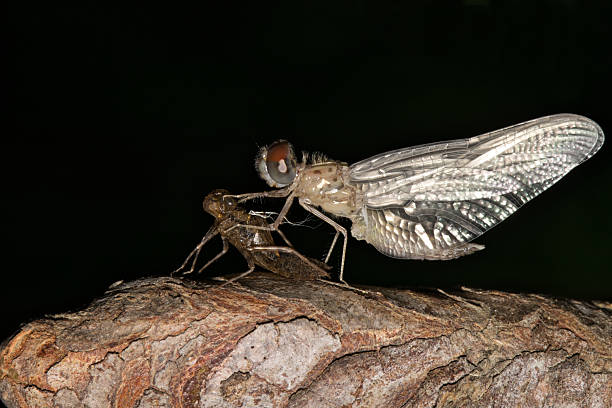 A mating pair of Hairy Dragonfly, Brachytron pratense, perching on a Stinging Nettle plant growing at the edge of a lake.