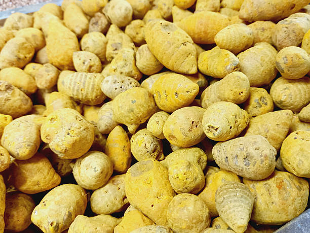 istock Dried turmeric roots pile. Dry turmeric roots. 2248729980