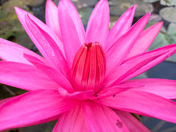 istock Vibrant red water lily blooming in a serene pond. 2248730016