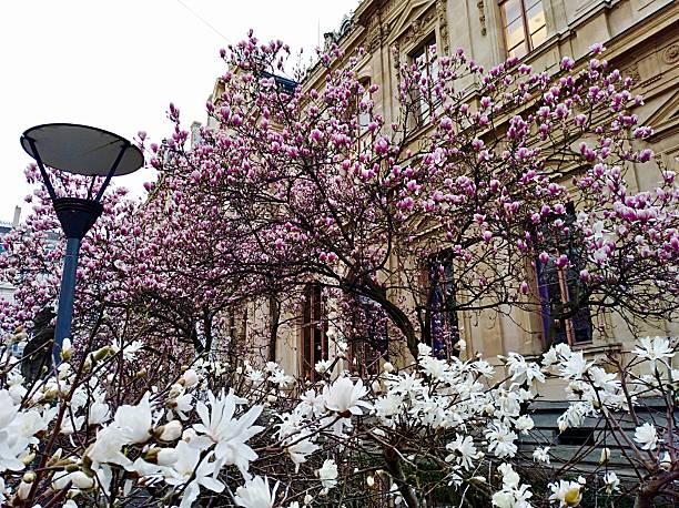 Vibrant pink and white magnolia flowers are in full bloom, covering a garden bed and branches, set against the ornate, classic stone facade of a major building in Lyon.