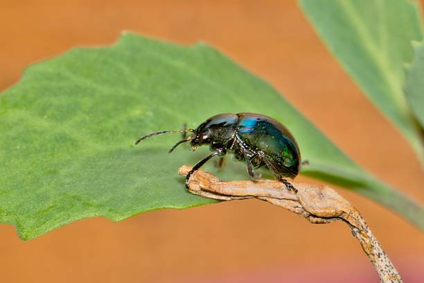 istock Sweet potato leaf beetle Typophorus nigritus insect on leaf. 2248730408