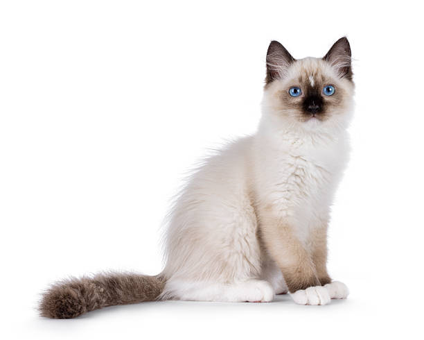 istock Ragdoll cat kitten on white bckground 2248730999