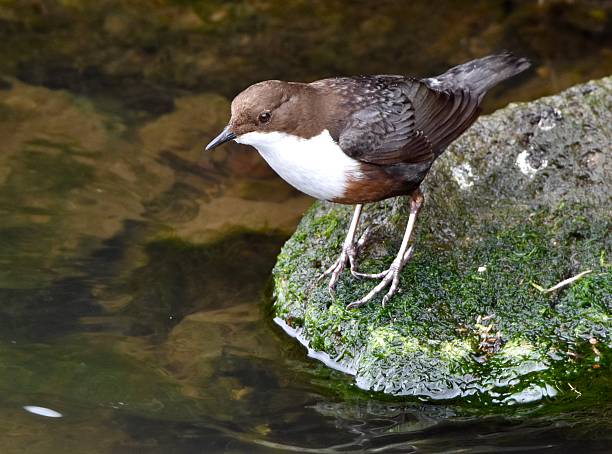 3,500+ Dipper Bird Stock Photos and Royalty-Free Pictures - iStock