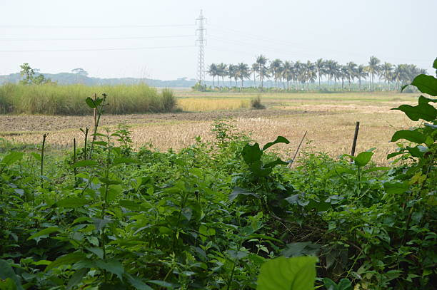 istock Rural landscape surrounding by trees and various greenery plant . 2248731901
