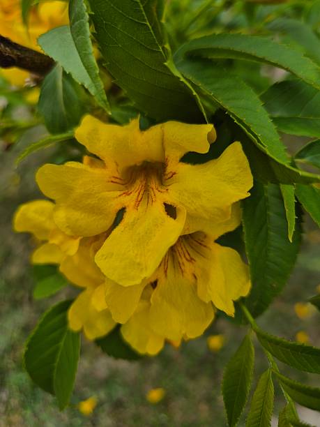 istock Tecoma stans flower, commonly known as tronadora, yellow bignonia or yellow elderberry. 2248732090