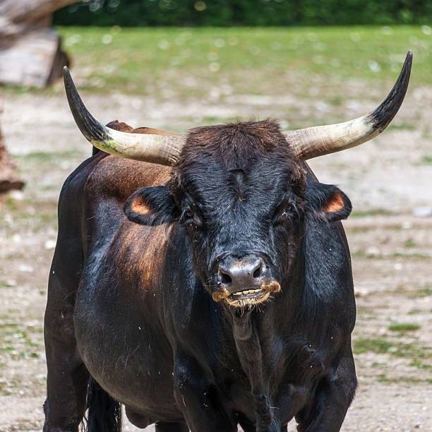 Heck cattle, Bos primigenius taurus, claimed to resemble the extinct aurochs. Domestic highland cattle seen in a German park