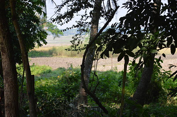 istock Various green trees in the village. Lush rural landscape with diverse tree types 2248732582