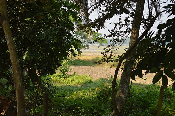 Various green trees in the village. Lush rural landscape with diverse tree types