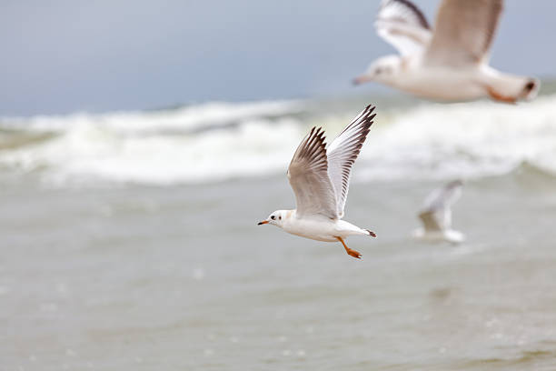 Beautiful seagull in the natural environment on the Baltic Sea.