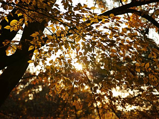 Picture shows leaves and trees at autumn in Germany.