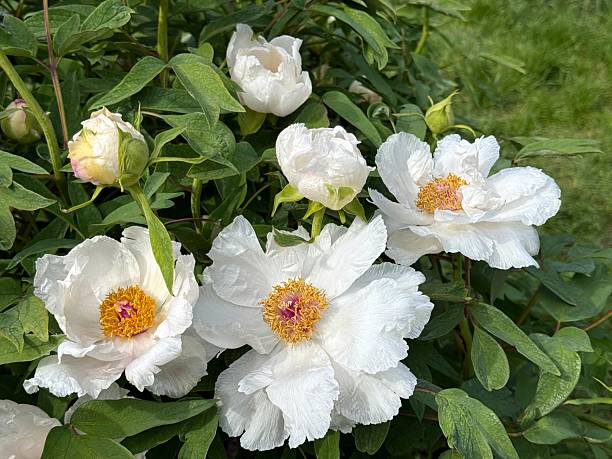istock Peonies flowers tree peony white paeonia suffruticosa 2248733687