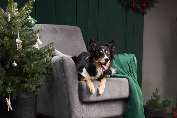 istock Collie lounging on holiday chair 2248734852