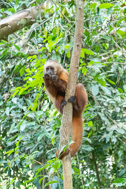istock Vertical Portrait of Monkey Eating Fruit in Jungle 2248736631
