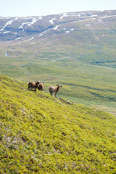 Goats on high mountain pasture