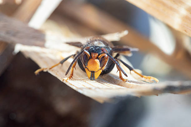 A close-up image of a bee hovering under a large green leaf in a natural forest or garden environment. The background is softly blurred, highlighting the vibrant leaf texture and the bee in motion. This photo is ideal for topics related to pollination, biodiversity, ecosystems, insects, and nature conservation.