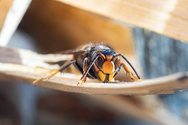 Close up of a European Hornet (Vespa crabro) walking along the ridge of a mushroom, photographed in the West Sussex countryside in England, UK.