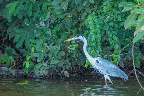 istock Graceful heron walking across serene lake water 2248736890