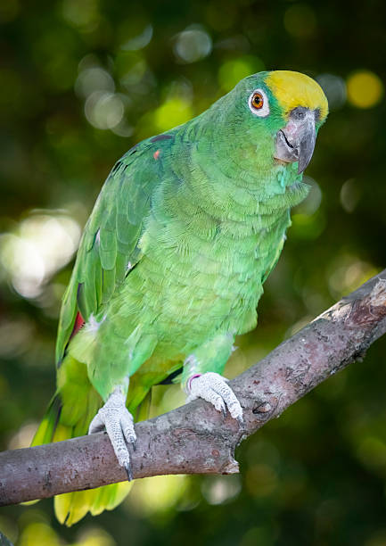 istock Pair of Yellow Crowned Amazon Perched Together 2248736932