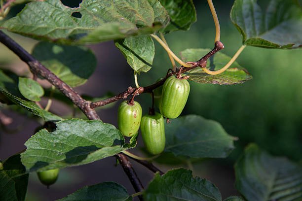istock Arctic kiwi-actinidia kolomikta 2248736937