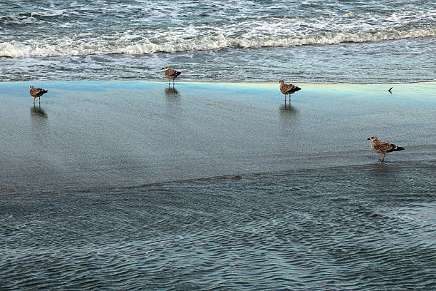 Seagulls on a wet beach by the sea