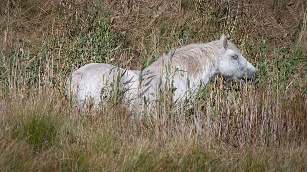 istock Wild Horse in a Field 2248737271