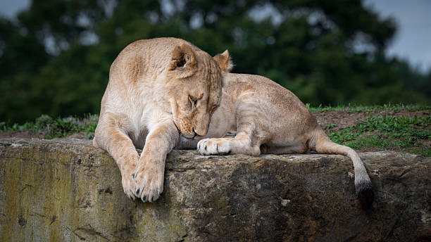 istock Female Lion at Rest on a Large Rock 2248737396