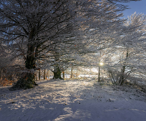 istock Snow-covered beech trees at the Alto de Mezquiriz 2248737465