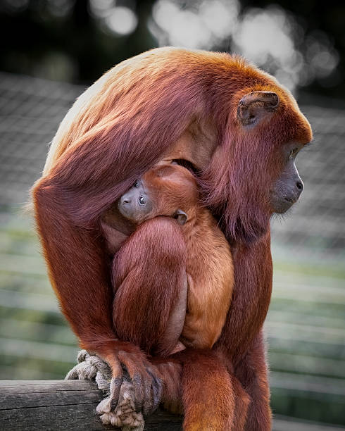 istock Red Howler Monkey Holding Her Baby 2248737606