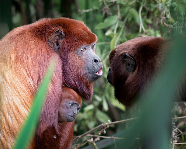 istock Red Howler Monkey Holding Her Baby 2248737660