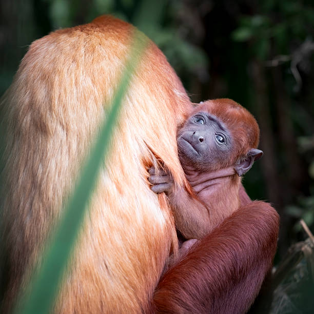 istock Red Howler Monkey Holding Her Baby 2248737665