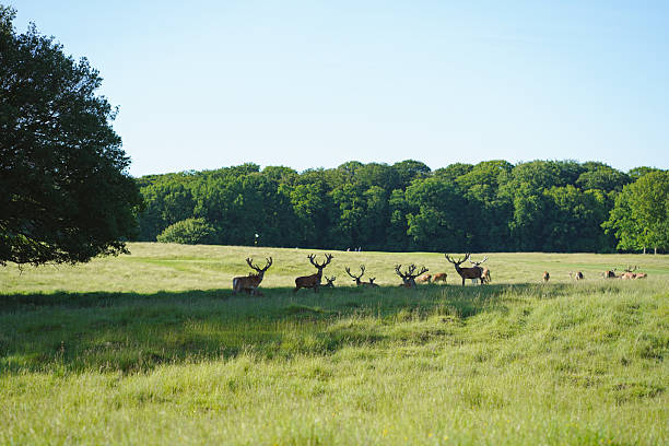 istock Distant view of Fallow deer herd in nature reserve 2248738002