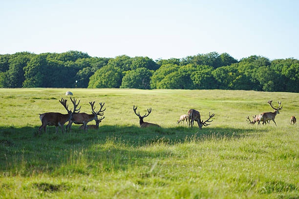 Nørreskoven forest and the Deer Park on the north side of Vejle Fjord