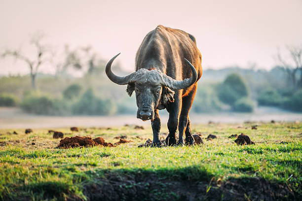 A powerful buffalo stands on sunlit grass in a tranquil savanna, foregrounding strength and solitude. Warm light and distant trees create a calm, natural scene perfect for wildlife and nature themes.