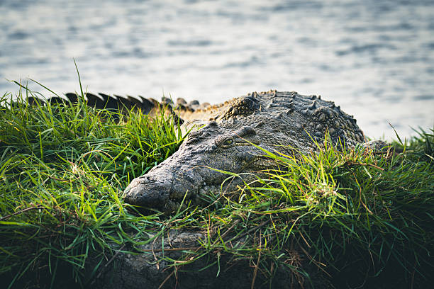 A large crocodile rests among lush riverbank grass with a calm water backdrop. Close-up textures and natural habitat convey rugged wildlife and peaceful, raw nature.