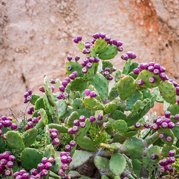 The prickly pear is a fleshy berry produced by the prickly pear cactus and the eastern prickly pear cactus, two cacti native to the Americas and also known as \