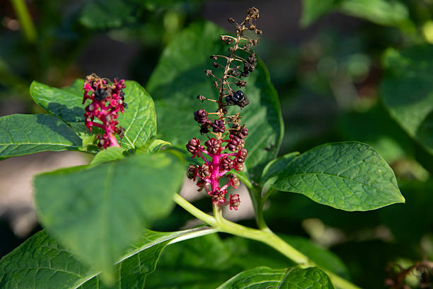 Indian pokeweed-phytolacca esculenta