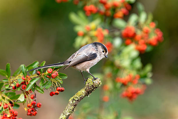 istock long-tailed tit among the firethorn berries 2248740315